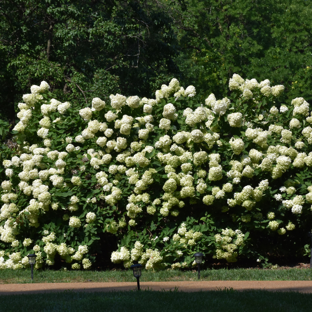 Hydrangea Paniculata – Limelight – #2 Container